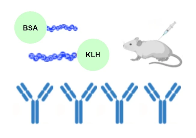 Peptidový konjugovaný KLH, BSA alebo OVA