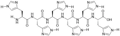 6×Jeho peptid